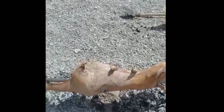 (VIDEO) Pekli jagnje nasred plaže Jaz u Budvi