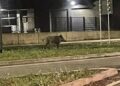 GRAĐANI U ŠOKU: VEPAR ŠETA ULICAMA NOVOG SADA