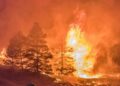 Bijelo Polje: Gori veći kompleks šume u Baricama, vatra prijeti kućama