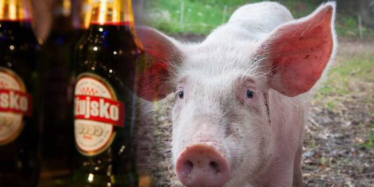 Šta je veći grijeh, konzumirati alkohol ili svinjetinu?