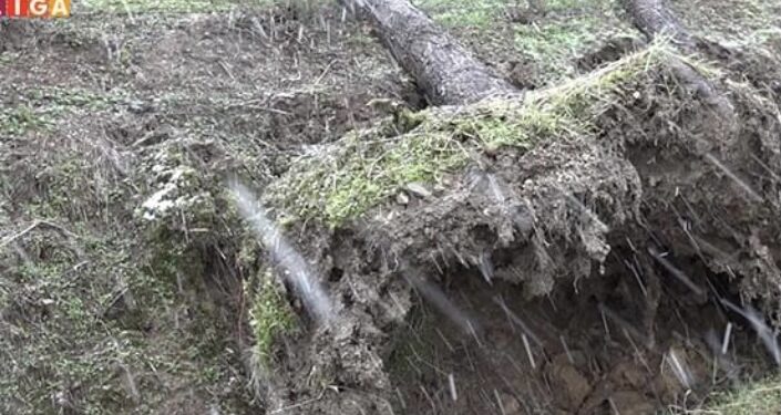 Drvo palo na čovjeka i usmrtilo ga na licu mjesta