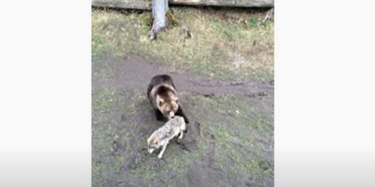 (VIDEO) NEOČEKIVAN RASPLET DOGAĐAJA U SUKOBU MEDVJEDA I VUKA