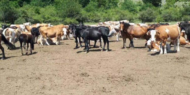 Presušio jedini izvor na Suhoj planini, 1.000 konja i krava umire od žeđi, i Vojska digla ruke