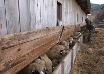 (VIDEO) Sinan Kajević uzgaja preko 150 ovaca i 10 krava!