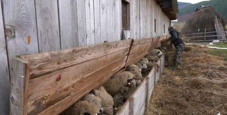 (VIDEO) Sinan Kajević uzgaja preko 150 ovaca i 10 krava!