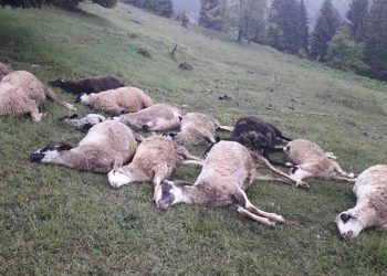 GOLFOM ULETIO U STADO, UBIO 17 OVACA I DVA PSA, POVRIJEĐEN I ČOBAN