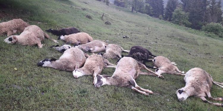 GOLFOM ULETIO U STADO, UBIO 17 OVACA I DVA PSA, POVRIJEĐEN I ČOBAN