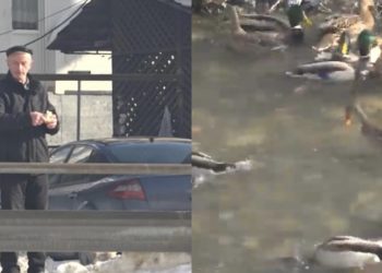 (VIDEO) Građani Tutina u centru grada hrane jata divljih pataka u rijeci