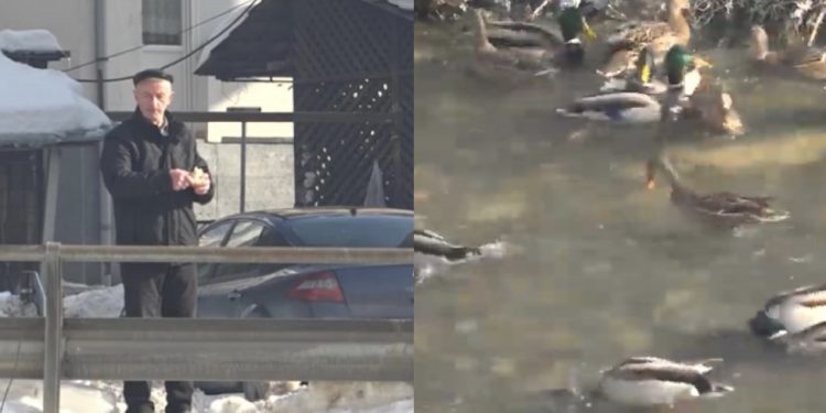 (VIDEO) Građani Tutina u centru grada hrane jata divljih pataka u rijeci