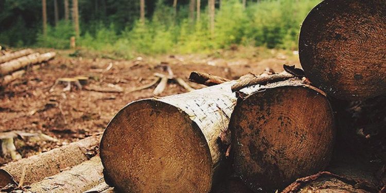Bijelo Polje: Policija otkrila bespravnu sječu šume, zauzimanje zemljišta, uvoz egzotičnih životinja…