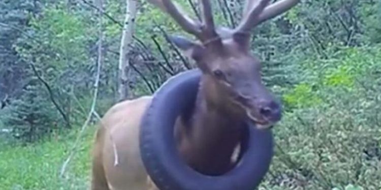 (VIDEO) Jelen više od dvije godine nosio automobilsku gumu oko vrata