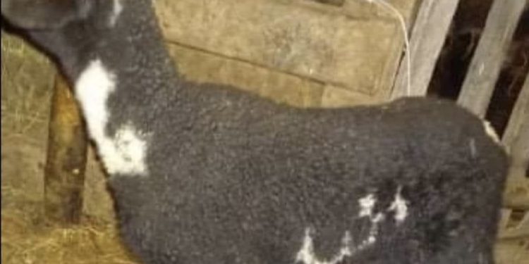 Bijelo Polje: U selu Goduša se rodilo jagnje sa ARAPSKIM SLOVOM (FOTO)