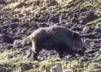 (VIDEO) Tutin/Šaronje: Divlja svinja nakon nekoliko sati bježanije, spas potražila među govedima u štali