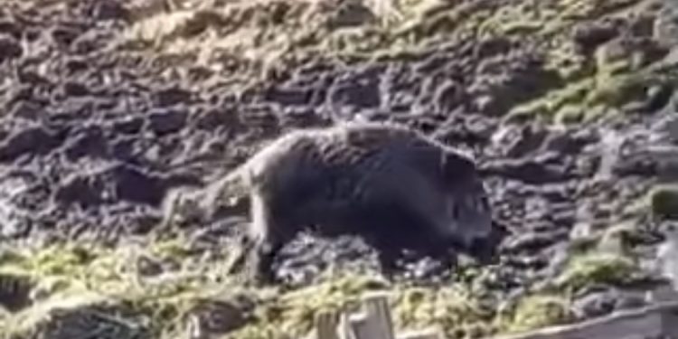 (VIDEO) Tutin/Šaronje: Divlja svinja nakon nekoliko sati bježanije, spas potražila među govedima u štali