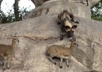 (VIDEO) IGRA NERAVA: DIVLJI PSI I ANTILOPE NA STRMNOJ LITICI