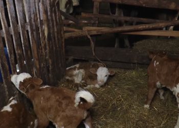 (VIDEO) Nesvakidašnji slučaj u Bajnoj Bašti: Krava otelila četiri teleta