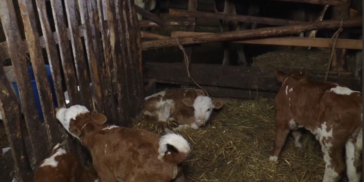 (VIDEO) Nesvakidašnji slučaj u Bajnoj Bašti: Krava otelila četiri teleta