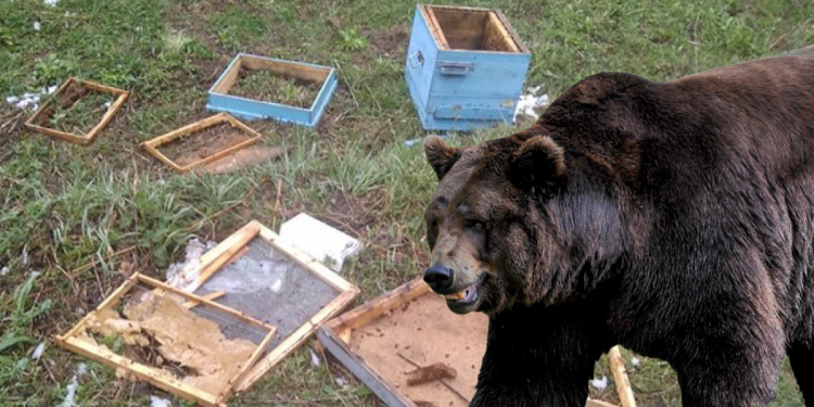 Medvjedi upali u pčelinjak i napravili haos!