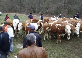 ZEMLJORADNIČKA ZADRUGA „SASTAVCI” PODIJELILA 23 STEONE JUNICE 