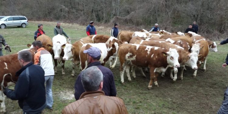 ZEMLJORADNIČKA ZADRUGA „SASTAVCI” PODIJELILA 23 STEONE JUNICE 