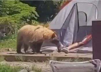 (VIDEO) Medvjed se prišuljao čovjeku koji je spavao u šatoru, ne zna se ko je koga više uplašio