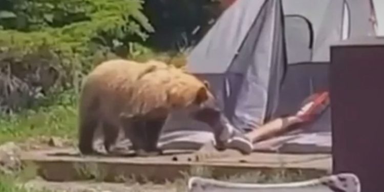 (VIDEO) Medvjed se prišuljao čovjeku koji je spavao u šatoru, ne zna se ko je koga više uplašio
