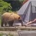 (VIDEO) Medvjed se prišuljao čovjeku koji je spavao u šatoru, ne zna se ko je koga više uplašio