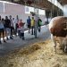 Bik Veliša od 1.700 kilograma atrakcija Poljoprivrednog sajma u Novom Sadu