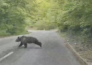 (VIDEO) Šavnik: Medvjed pretrčao put