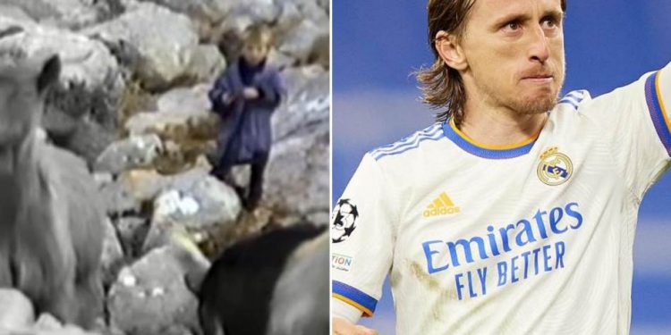 (VIDEO) ČUVAO KOZE NA VELEBITU, PA POSTAO REALOVA IKONA – NEVEROVATAN SNIMAK LUKE MODRIĆA: Sa 5 godina se nije plašio vukova!
