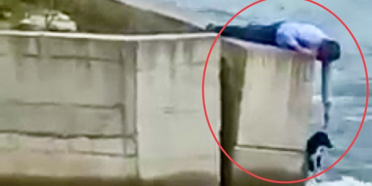 (VIDEO) SANDŽAK: IZAŠAO SA SVADBE DA SPASI PSA IZ NABUJALOG LIMA