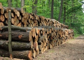 Metar drva 70 evra – sve manje bukvi i starijeg hrasta!