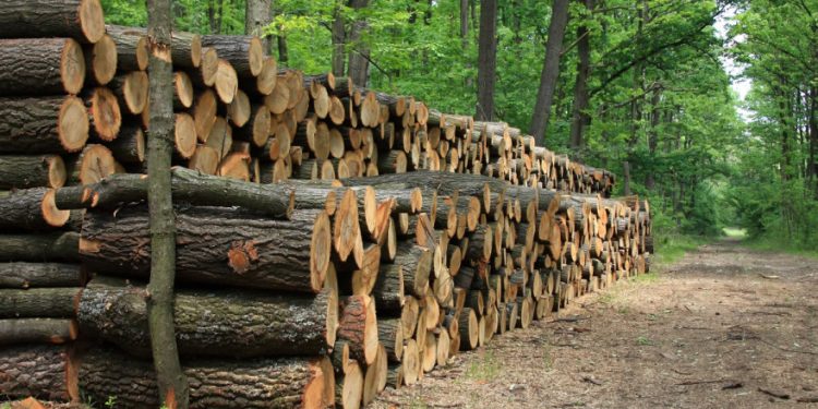 Metar drva 70 evra – sve manje bukvi i starijeg hrasta!