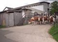 (VIDEO) Pogledajte reakciju krava nakon što su spašene od klanja, jednostavno ovo je predivno!