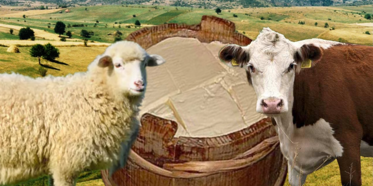 Zašto je sve teže pronaći sir iz Sandžaka?