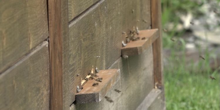 (VIDEO) Apiterapija: Inhalacijom do prevencije respiratornih bolesti i jačanju imuniteta