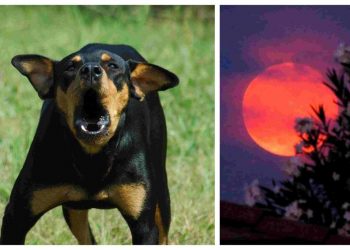 Zašto psi laju u vrijeme ezana? Ovo je događaj koji se često dešava…