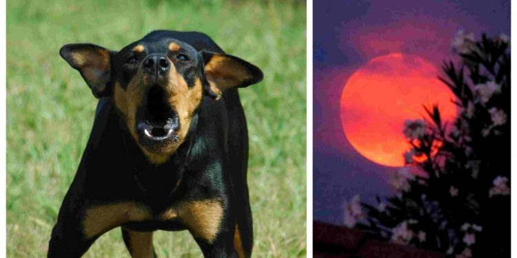 Zašto psi laju u vrijeme ezana? Ovo je događaj koji se često dešava…