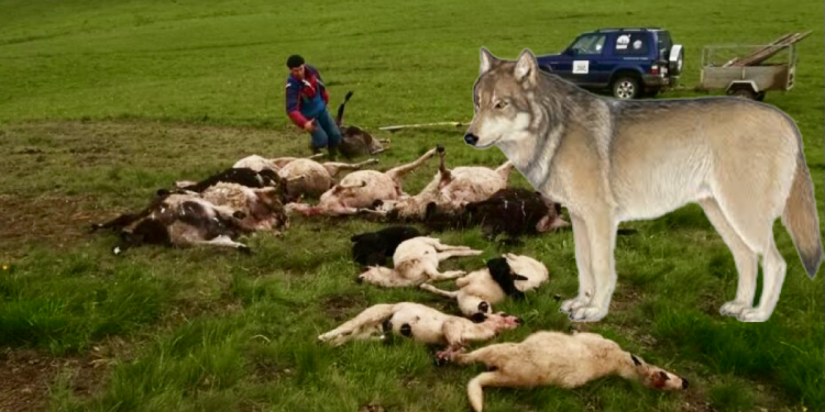PETNJICA: Vuk zaklao sedamnaest ovaca na planini Lađevac