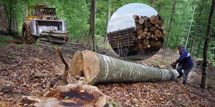 Tutin: Preduzeće Srbijašume napravilo haos sa nabavkom drva u Tutinu, sprema se veliki protest građana