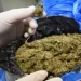 Policija Rožaja pod istragom: Marihuana postala djetelina