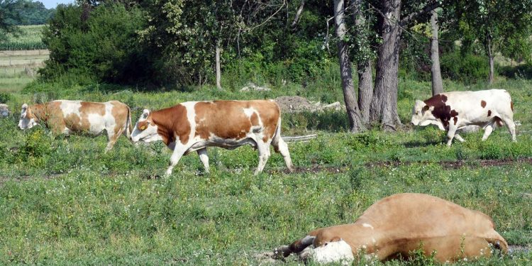 Antraks se pojavio u Hrvatskoj, uginulo više od 100 goveda