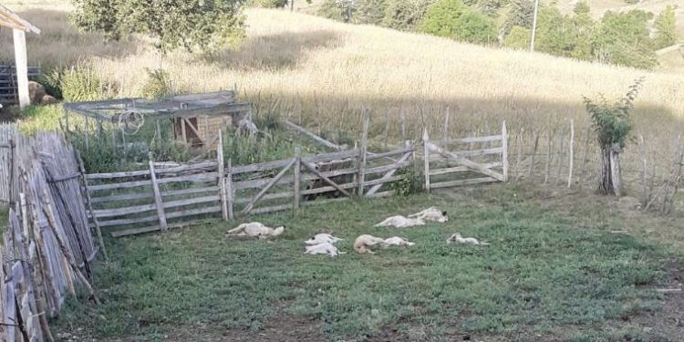 KRVAVI PIR VUKOVA U PETNJICI: ZAKLANO OSMORO JAGNJADI SAMIRA KOŽARA