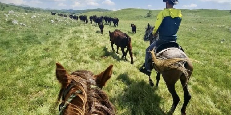 Crna Gora: Tradicionalna ljetnja selidba na pašnjake Sinjajevine