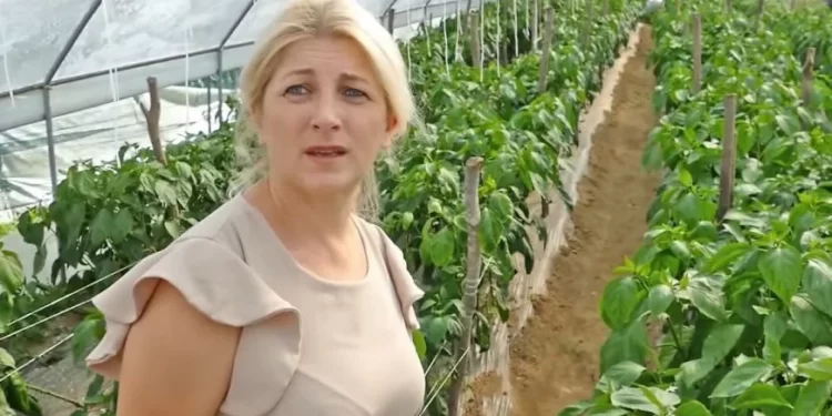 (VIDEO) Kuharica je osam sati, nakon posla, održava četiri plastenika i sve što proizvede to i proda