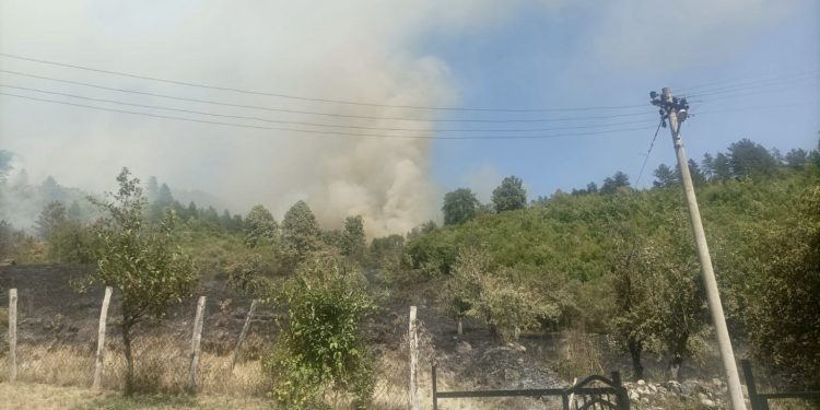 SANDŽAK: IZGORJELO PREKO 20 HEKTARA ŠUME  