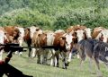 (VIDEO) Stočar imao veliki problem sa vukovima: Lov na predatore sa termalnom kamerom