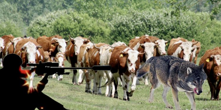 (VIDEO) Stočar imao veliki problem sa vukovima: Lov na predatore sa termalnom kamerom