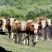 (VIDEO) Stočar imao veliki problem sa vukovima: Lov na predatore sa termalnom kamerom
