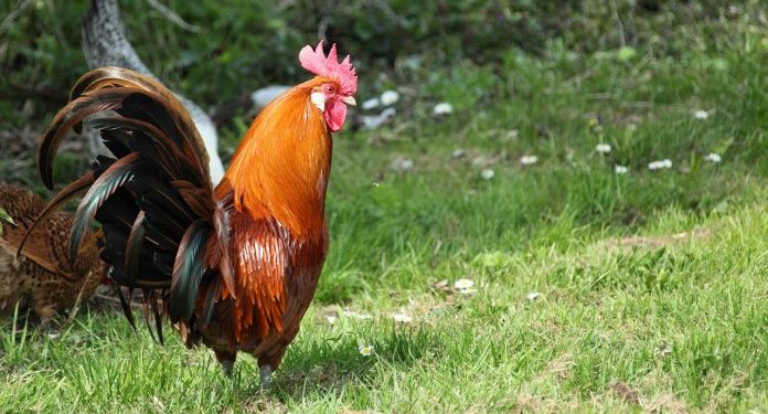 TUŽE KOMŠIJE ZBOG PIJETLA KOJI KUKURIČE 200 PUTA DNEVNO